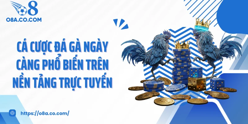 Cá cược đá gà ngày càng phổ biến trên nền tảng trực tuyến